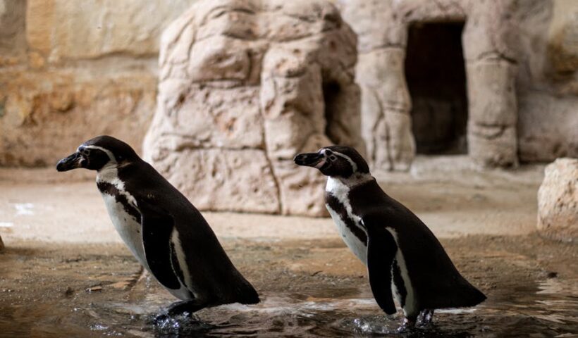 Логотип криптовалюти Pudgy Penguins (PENGU)
