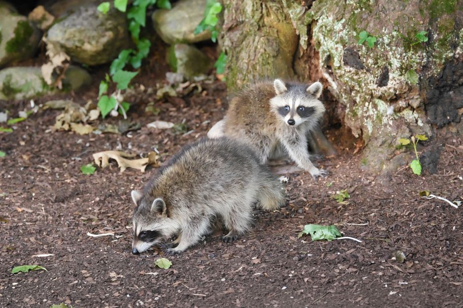 Логотип криптовалюти Jimothy The Raccoon